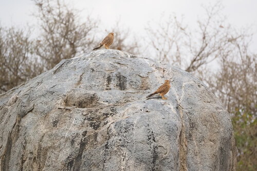 iNaturalist image