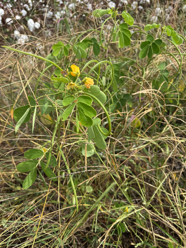American Sicklepod