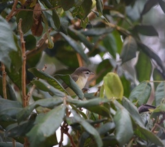 Vireo leucophrys