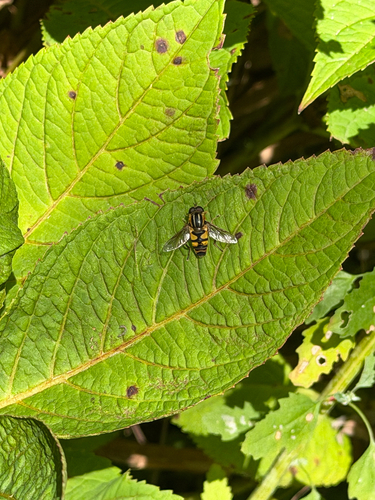 Narrow-headed Marsh Fly