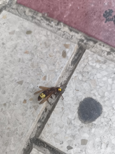 Oriental Hornet