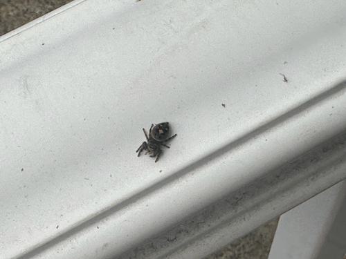 Bold Jumping Spider