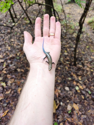 Broad-headed Skink observed by ilikefrawg