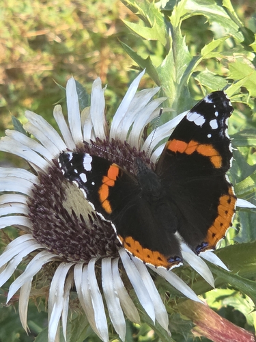 Red Admiral