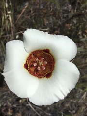 Calochortus vestae