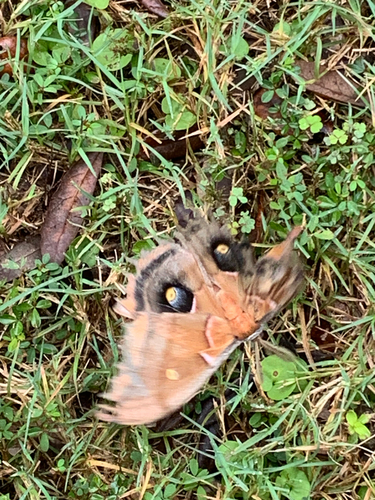 Polyphemus Moth