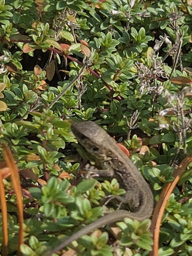 Sand Lizard