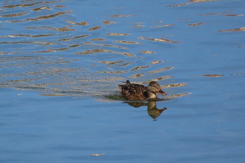 Mallard
