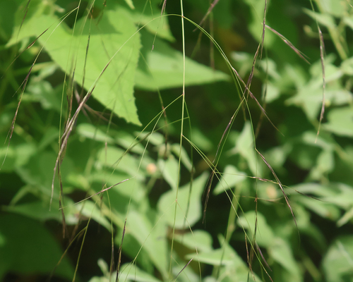 Aristida ternipes observed 2026-10-04