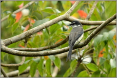 Pericrocotus tegimae