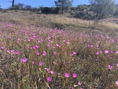 Clarkia gracilis tracyi