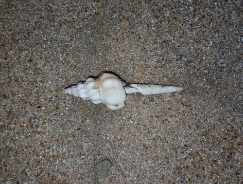 Fusinus australis, 2026-10-06