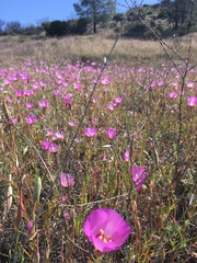 Clarkia gracilis tracyi