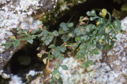 wall-rue