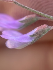Vicia tetrasperma