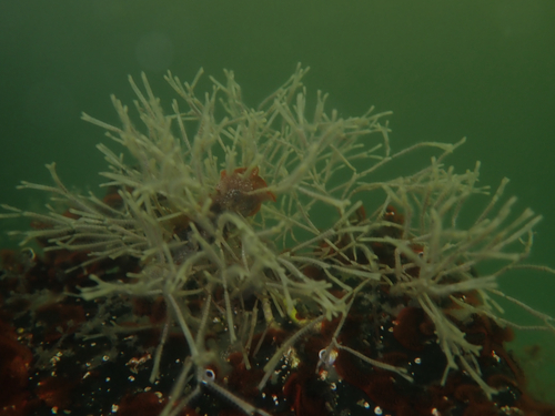 Thalamoporella observed 2026-10-05