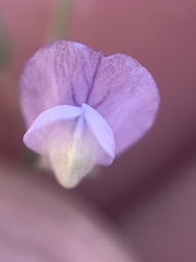 Vicia tetrasperma
