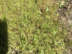 Pogogyne serpylloides