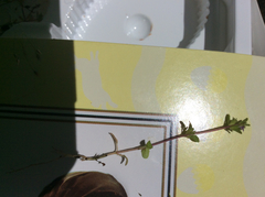 Pogogyne serpylloides