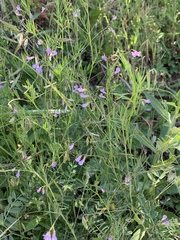 Vicia tetrasperma