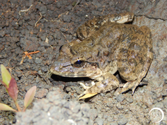 Limnonectes macrodon