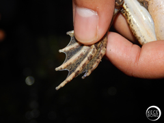 Limnonectes macrodon