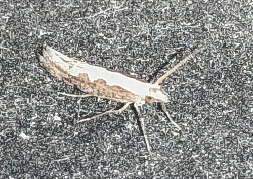 Diamondback Moth