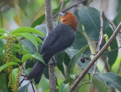 Thlypopsis fulviceps