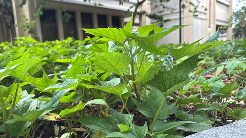 Ipomoea batatas observed 2026-10-05