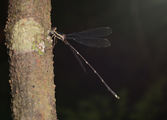 Episynlestes albicaudus