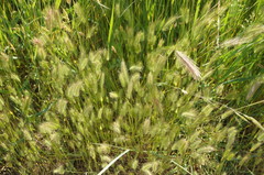 Hordeum geniculatum