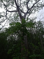 Comocladia macrophylla