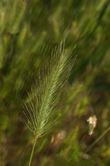 Hordeum geniculatum