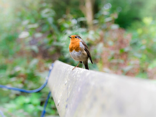 European Robin