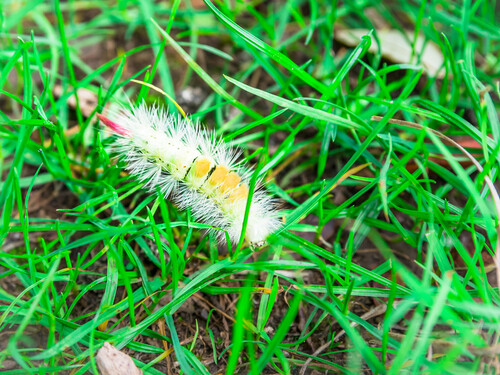 Pale Tussock Moth