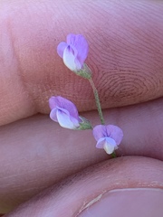 Vicia tetrasperma