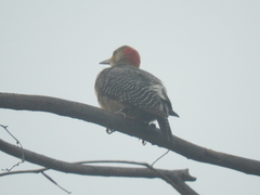 Melanerpes aurifrons