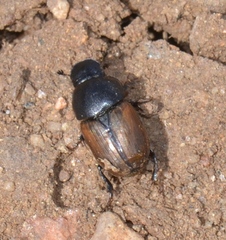 Colobopterus erraticus