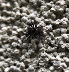 Pseudeuophrys erratica