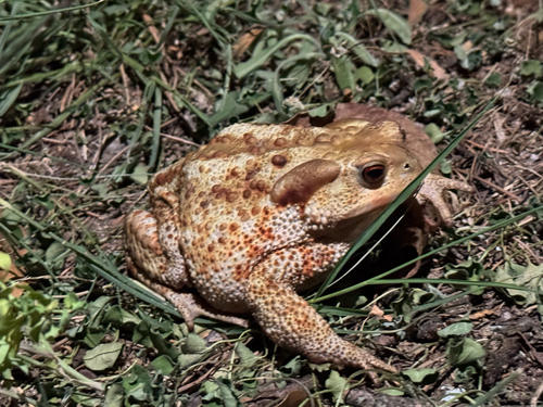 European Toad