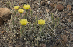 Grusonia aggeria