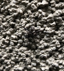 Pseudeuophrys erratica