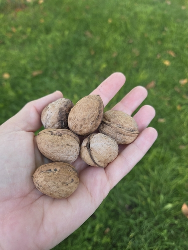 Persian walnut