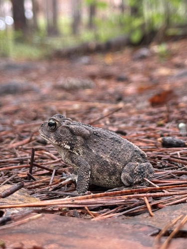Southern Toad