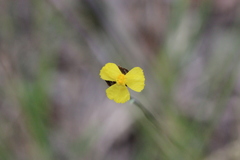 Xyris complanata