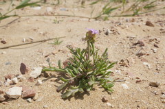 Cakile maritima euxina