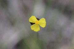 Xyris complanata