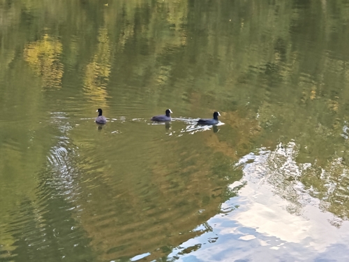 Eurasian Coot