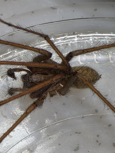 Hobo Spider photo 6