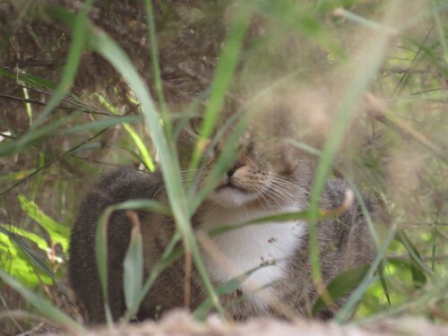 Domestic Cat